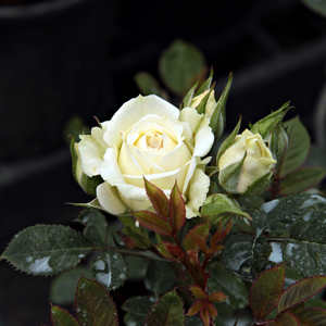 Pоза Лейди от светлата луна - бял - мини родословни рози
